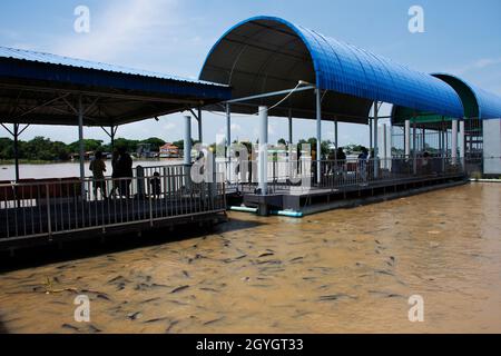 Requin irisé et poisson-chat et poisson d'eau douce mangeant de la nourriture de la population thaïlandaise et des voyageurs étrangers Voyage visite et nourrissant des poissons à chao phraya riv Banque D'Images