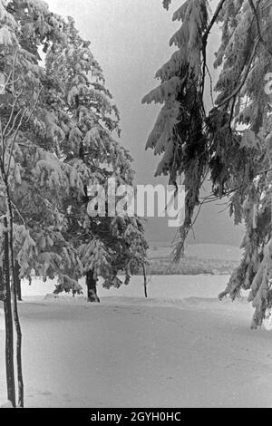 Eingeschneite Bäume in einer Winterlandschaft, Deutschland 1930 er Jahre. Par la neige des arbres dans un pays merveilleux de l'hiver, l'Allemagne des années 1930. Banque D'Images