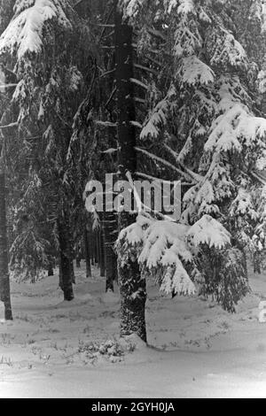 Eingeschneite Bäume in einer Winterlandschaft, Deutschland 1930 er Jahre. Par la neige des arbres dans un pays merveilleux de l'hiver, l'Allemagne des années 1930. Banque D'Images