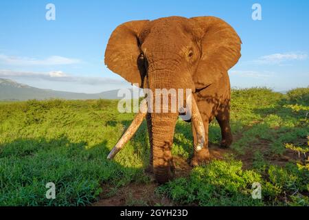 Le taureau d'éléphant d'Afrique (Loxodonta africana) affiche son visage avec ses longues défenses. Zimanga Game Reserve, Afrique du Sud Banque D'Images