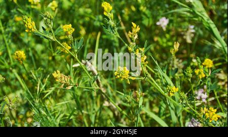 Medicago falcata, espèce végétale du genre Medicago.Elle est originaire d'une grande partie de l'Europe et de l'Asie Banque D'Images