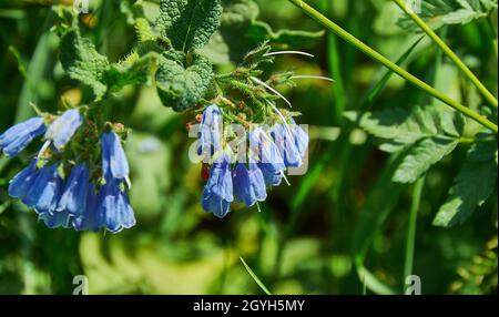 Symphytum caucasicum genre de plantes à fleurs de la famille des borages, Boraginaceae Banque D'Images