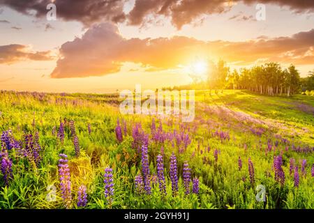 Coucher de soleil sur une colline couverte de lupins en été saison avec ciel nuageux. Paysage. Banque D'Images