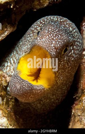 Gelbmaulmuräne Gymnothorax, nudivomer) öffnet Maul für Putzergarnele (Urocaridella antonbrunii), Rotes Meer, Jordanien, Asien Banque D'Images