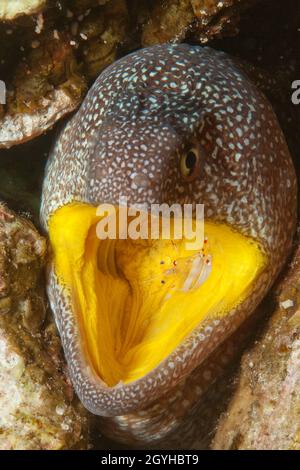 Gelbmaulmuräne Gymnothorax, nudivomer) öffnet Maul für Putzergarnele (Urocaridella antonbrunii), Rotes Meer, Jordanien, Asien Banque D'Images