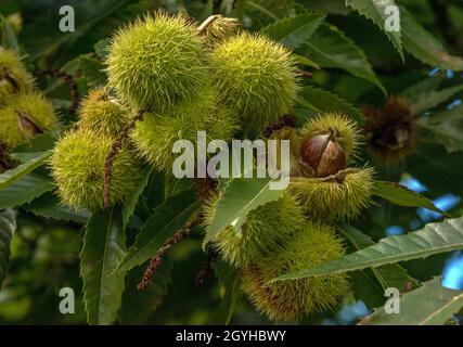 Châtaignier Castanea sativa fruits mûrs sur une branche Banque D'Images