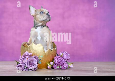 Magnifique chien Bulldog français chiot éclosion de coquillage doré à côté des roses devant le fond rose Banque D'Images