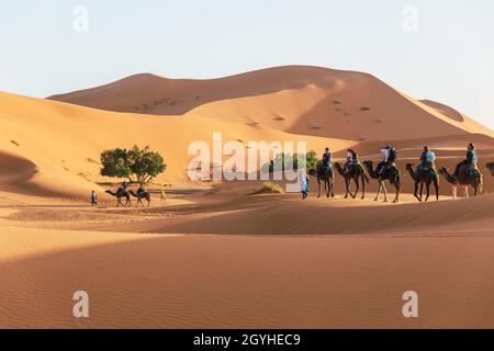 Une caravane de chameaux avec des touristes se déplace à travers les dunes du désert du Sahara au Maroc Banque D'Images