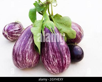 Aubergines fraîches du jardin sur fond blanc Banque D'Images