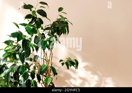 Plantes d'intérieur.Ficus sur fond beige Banque D'Images