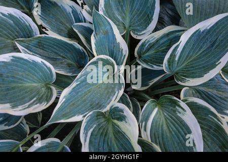 gros plan sur les feuilles de hosta undulata vert-blanc. Arrière-plan naturel avec texture décidue. Banque D'Images