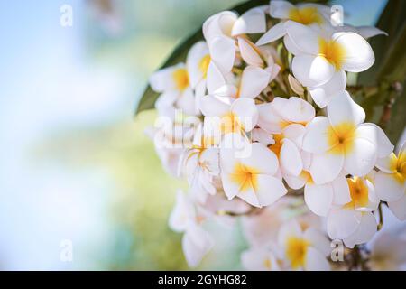 Fleur de Frangipani avec filtre de couleur sur les couleurs pastel doux dans le style flou Banque D'Images