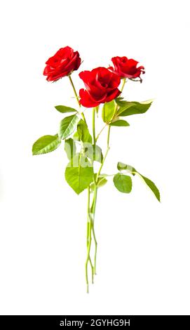 Roses rouges sur fond blanc Banque D'Images