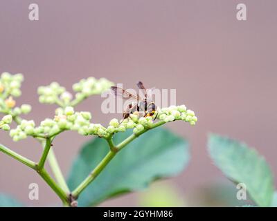 Cliché sélectif d'un hornet géant asiatique (Vespa mandarinia) sur des fleurs de vigne tueur Banque D'Images