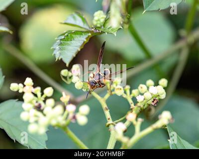 Cliché sélectif d'un hornet géant asiatique (Vespa mandarinia) sur des fleurs de vigne tueur Banque D'Images