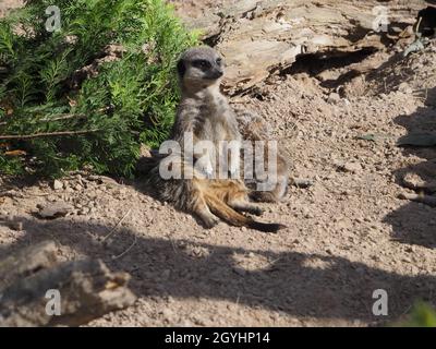 Meerkats essayant de enterrer sa tête dans la terre tandis que son compagnon réchauffe son ventre au soleil d'automne chaud Banque D'Images