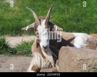 La chèvre pygmée africaine hocha la tête dans le chaud soleil d'automne Banque D'Images