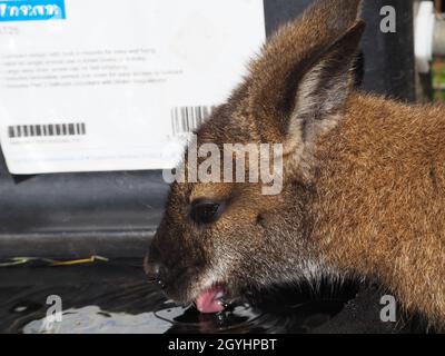 Jeune wallaby prenant une boisson d'eau d'un creux Banque D'Images