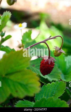 Fruits rouges mûrs de fraise en octobre Banque D'Images