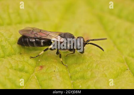 Gros plan sur une abeille à visage jaune à mâchoires blanches mâles, Hylaeus confusus Banque D'Images