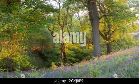 Bluebells dans Sonley Wood Banque D'Images