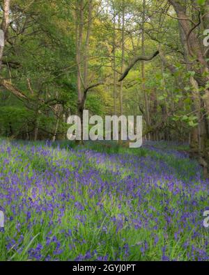 Bluebells dans Sonley Wood Banque D'Images