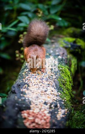 Rares et magnifiques écureuils rouges sauvages et protégés dans les Highlands écossais Banque D'Images