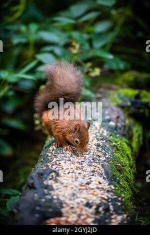 Rares et magnifiques écureuils rouges sauvages et protégés dans les Highlands écossais Banque D'Images
