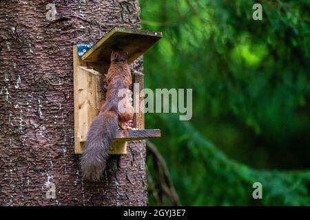 Rares et magnifiques écureuils rouges sauvages et protégés dans les Highlands écossais Banque D'Images
