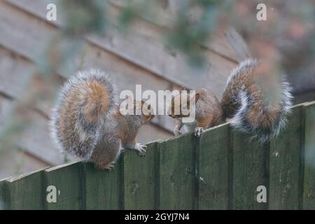 Météo au Royaume-Uni, 8 octobre 2021 : alors que le temps d'automne prend un virage exceptionnellement doux, deux écureuils s'arrêtent pour discuter sur une clôture de jardin à Clapham, dans le sud de Londres.Anna Watson/Alay Live News Banque D'Images