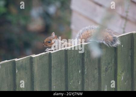 Météo au Royaume-Uni, 8 octobre 2021 : alors que le temps d'automne prend un virage exceptionnellement doux, un écureuil pose sur une clôture de jardin à Clapham, dans le sud de Londres.Anna Watson/Alay Live News Banque D'Images