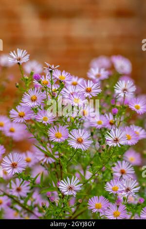 Michaelmas pâisies, symphyotrichum, eurybia x herveyi, de la famille des aster, plantes à fleurs à la fin de l'été et à l'automne Banque D'Images