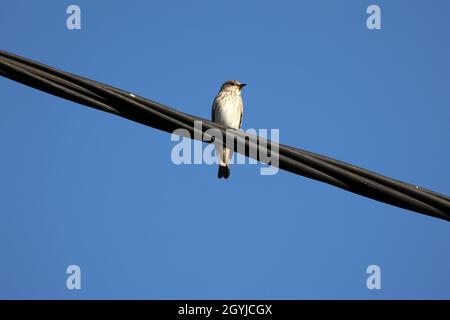 Songbird se trouve sur des fils contre l'arrière-plan du ciel. Banque D'Images