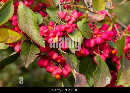 Fleurs roses brillantes uniques avec des fruits d'un buisson de broche, également appelé Euonymus europaeus ou arbre de broche européen Banque D'Images