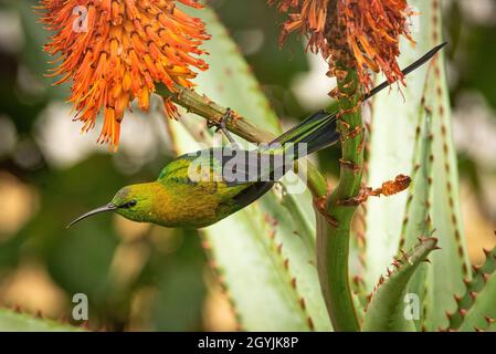 Oiseau de soleil malachite (Nectarinia famosa), homme, Grahamstown/Makhanda, Cap oriental, Afrique du Sud,06 août 2020. Banque D'Images