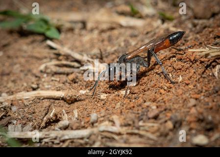 Ammophila foule creusant son nid, Grahamstown/Makhanda, province du Cap-est, Afrique du Sud, 12 octobre 2020. Banque D'Images