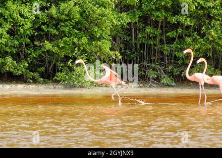 Trois flamants roses américains (Phoenicopterus ruber ruber American Flamingo) dans le Rio Lagardos, Mexique.Végétation tropicale en arrière-plan. Banque D'Images