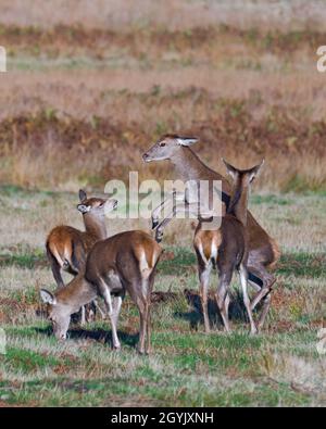 Un petit groupe de cerfs rouges se trouvait à Bradgate Deer Park, Newton Linford, Leicestershire, Angleterre, Royaume-Uni Banque D'Images