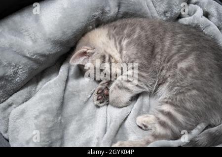 Chat endormi, rêve parfait.L'enfant animal s'est endormi.Beau petit chat gris tabby de Scottish Straight breed dort doucement sur une couverture au hom Banque D'Images