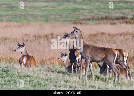 Un petit groupe de cerfs rouges se trouvait à Bradgate Deer Park, Newton Linford, Leicestershire, Angleterre, Royaume-Uni Banque D'Images