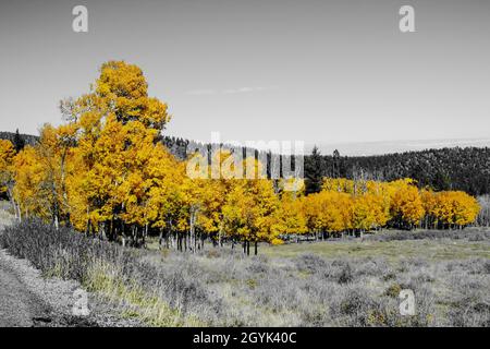 Une photo d'accent de couleur de peuplier faux-tremble dans leurs couleurs jaunes d'automne dans le parc national de Dixie, Utah, États-Unis Banque D'Images