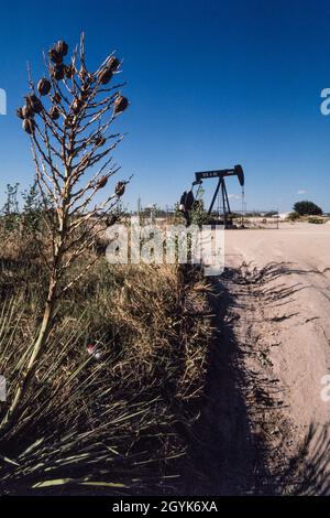 Une usine de yucca devant une citrouille de champ de pétrole pompant du pétrole brut d'un puits de pétrole dans le bassin Permian, dans l'ouest du Texas. Banque D'Images