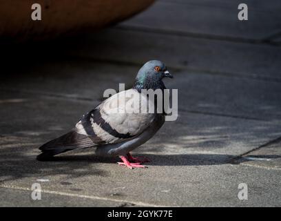 Un pigeon de roche de près à erfurt en été, l'espace de copie