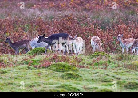 Des nains de cerf de Virginie se nourrissant dans les bois d'automne à la fin d'octobre au Bradgate Deer Park, Newton Linford, Leicestershire, Angleterre, Royaume-Uni Banque D'Images