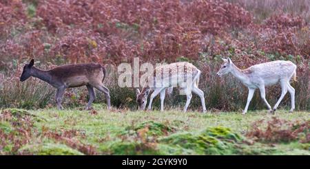 Des nains de cerf de Virginie se nourrissant dans les bois d'automne à la fin d'octobre au Bradgate Deer Park, Newton Linford, Leicestershire, Angleterre, Royaume-Uni Banque D'Images