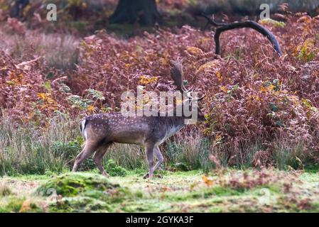 Le cerf de Virginie se nourrit de cerfs dans les bois d'automne à la fin d'octobre au Bradgate Deer Park, Newton Linford, Leicestershire, Angleterre, Royaume-Uni Banque D'Images