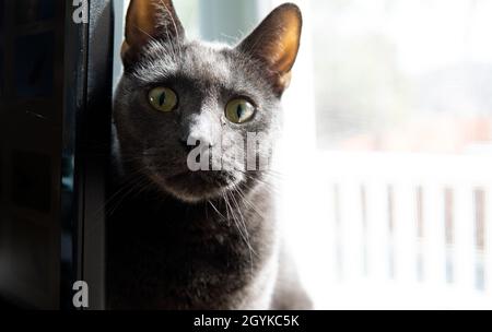 Un chat bleu russe aux yeux larges regarde l'appareil photo Banque D'Images