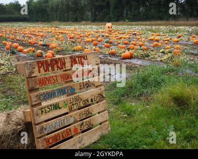 Oxford, Royaume-Uni.8 octobre 2021.Le potiron PYO ouvre sur Rectory Farm à Stanton St John lors d'un doux jour d'automne couvert.Le patch sera ouvert jusqu'à l'Halloween, dans la limite des stocks disponibles.Credit: Angela Swann/Alamy Live News Banque D'Images