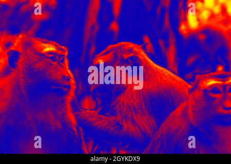 Trois animaux sont des singes dans une caméra infrarouge scientifique de haute technologie sur fond de nuit Banque D'Images