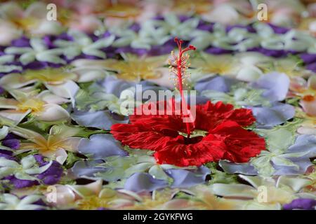 Arrangement de pétales de fleurs tropicales avec un hibiscus rouge Scarlett flottant dans l'eau.Île Pangkor Laut, Malaisie Banque D'Images